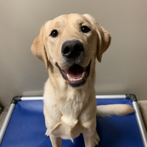 Team Page: Doggy Walk